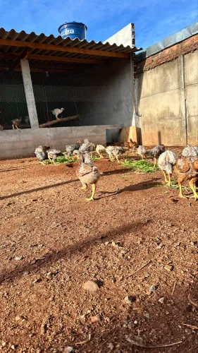 ? Galinha Caipira de Verdade