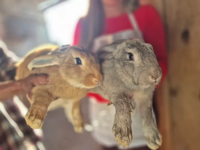 Coelhos gigantes e mini disponiveis