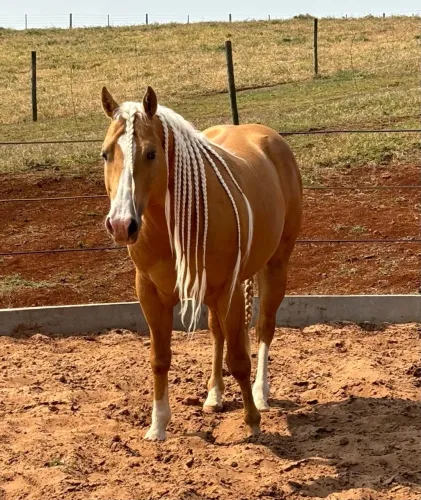 VENDE-SE CAVALO QUARTA DE MILHA 