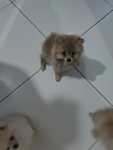 Lulu da Pomerânia.