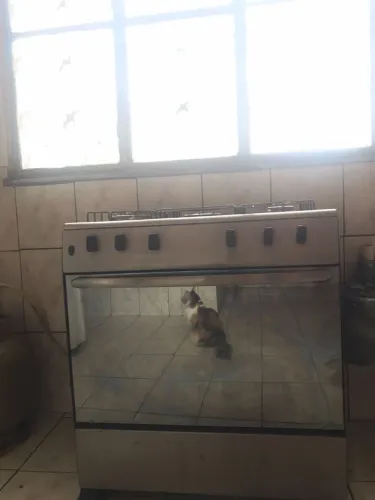 fogão
