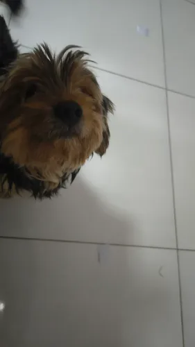 Doação de cachorro macho
