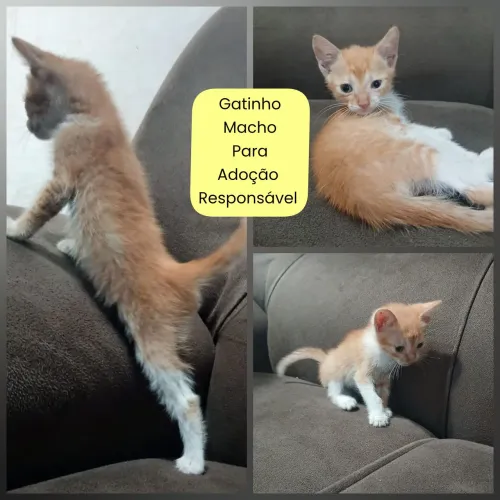 Adoção Responsável 