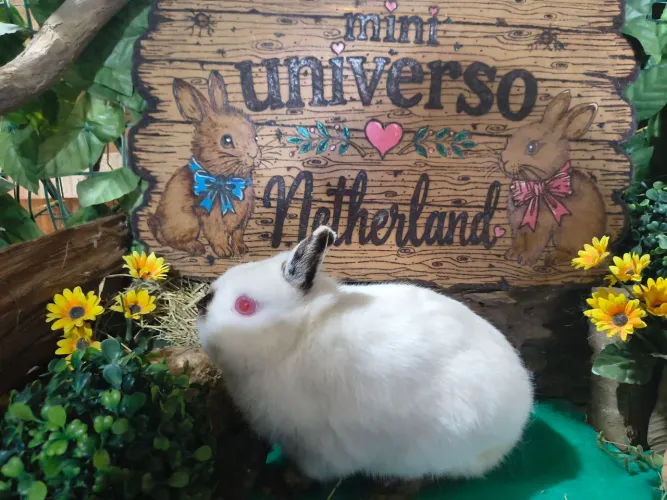 Coelho Macho Netherland Himalaio