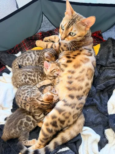 Gatos bengal filhote - 60 dias