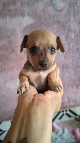 Pinscher 0