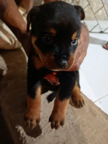 Filhote rottweiler 1 mes