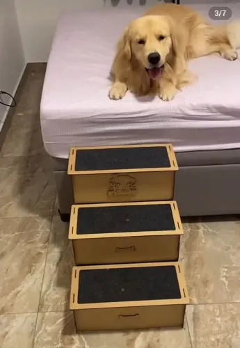 Escada para pet