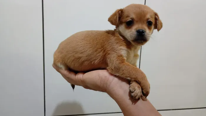 Pinscher misturado com Shitzu 