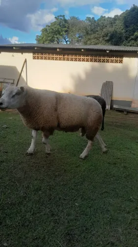 ovino