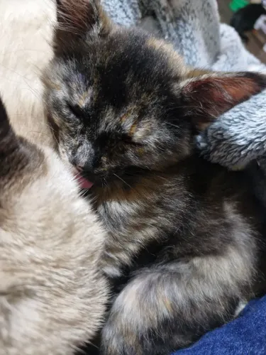 Doacao de gata filhote
