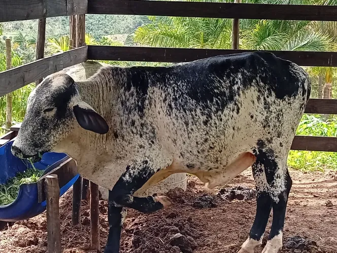 Vendo garrote girolando para touro 10 meses