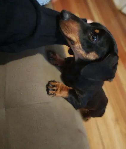 Dachshund
