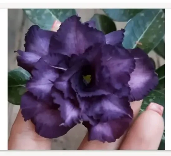 Rosa do deserto