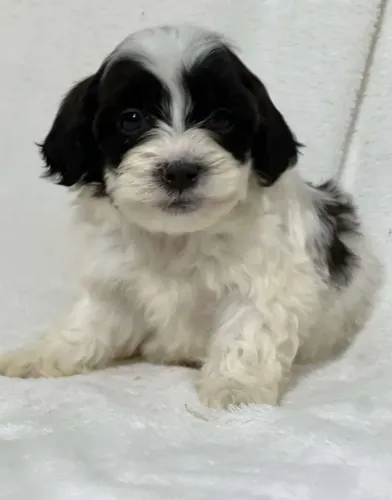 Lhasa Apso filhotes lindos à venda hoje