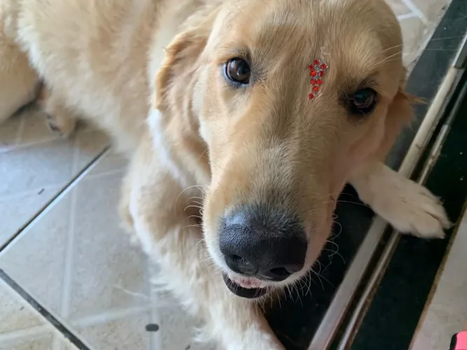 Golden retriver fêmea