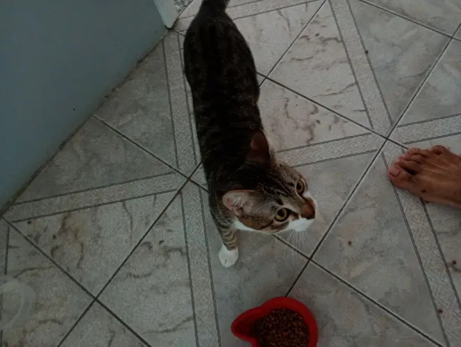 Adoção Responsável - Gato
