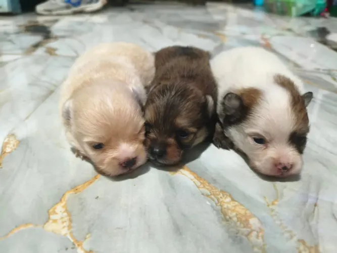 Spitz alemão Lulu da Pomerânia 