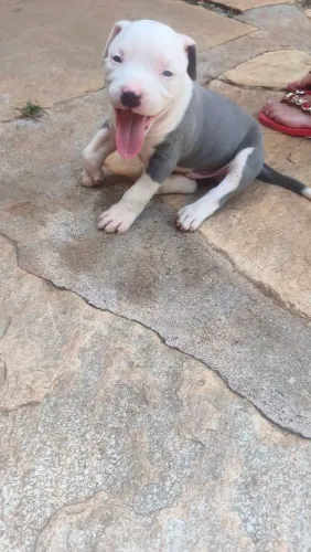 Filhote American staffordshire terrier