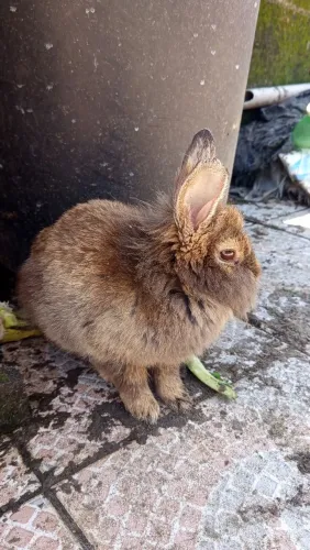 Coelho peludo