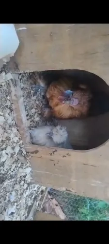 Casal galinha sedosa