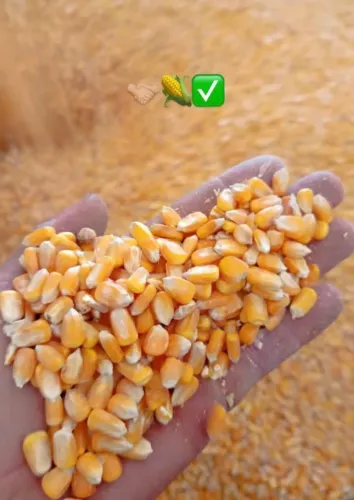 Milho de Qualidade direto da Fazenda