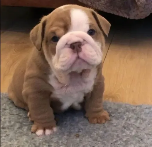 Bulldog Ingles