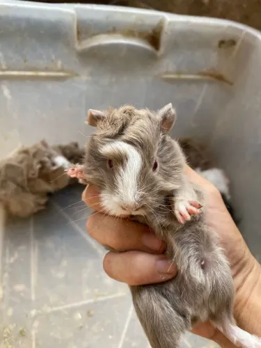 Porquinhos da índia