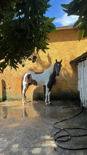Mangalarga Marchador 