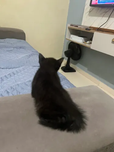 Gato para adoção 