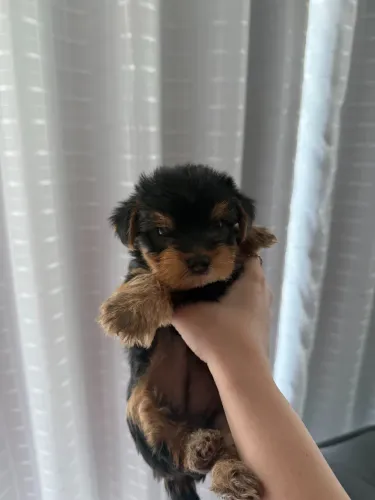 Bebê yorkshire disponível para venda 