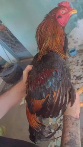 Galo Índio Mestiço