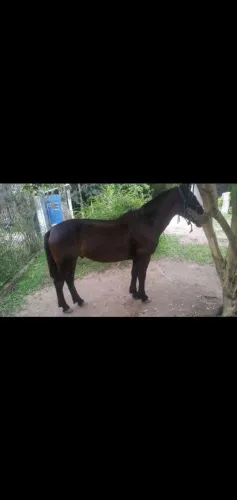 Cavalo
