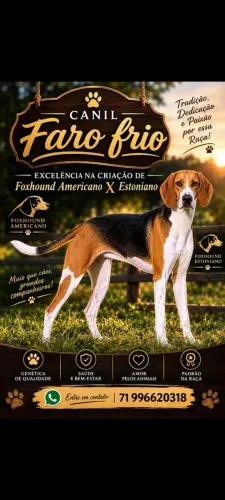 Foxhoud Americano x Estoniano