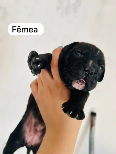 Filhotes de pitbull