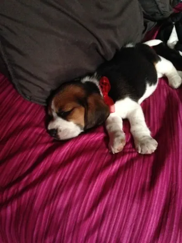 Beagle Um filhotinho cheio de charme e personalidade