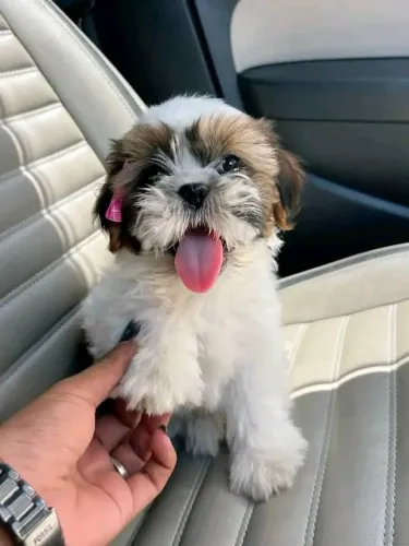 Filhotes De ShihTzu - Cheios De Alegrias E Pronto Para Um Novo Lar