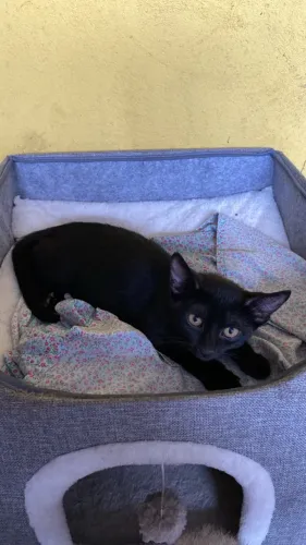 Gatos para doação. 