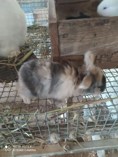 Vendo filhotes de coelho loop e Lion puro, apenas 1 mês de idade. Aproveita o preço .