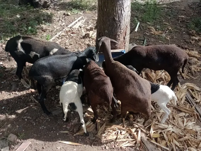 Vendo ovelha 