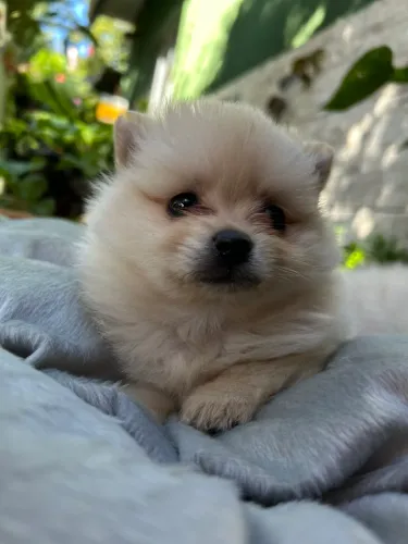 Lulu da Pomerania com Pedigree