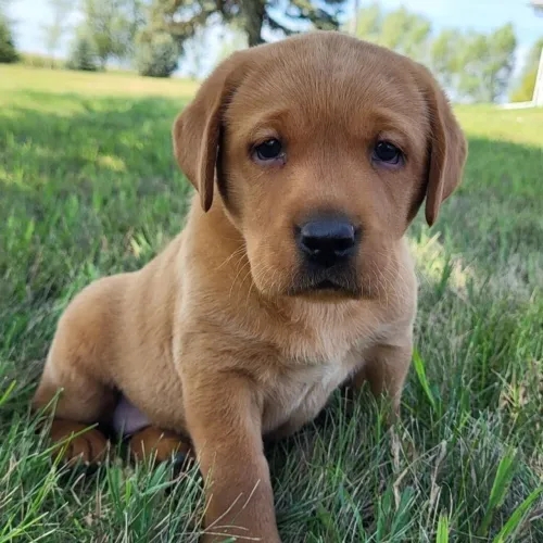 Labrador/ Amizade mais leal