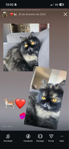 Gata persa para cruza 