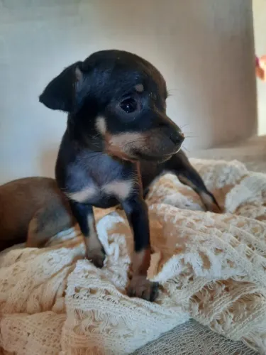 Filhote de Pinscher 