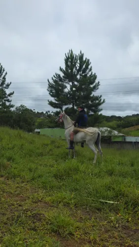 Puro Sangue Árabe (égua)