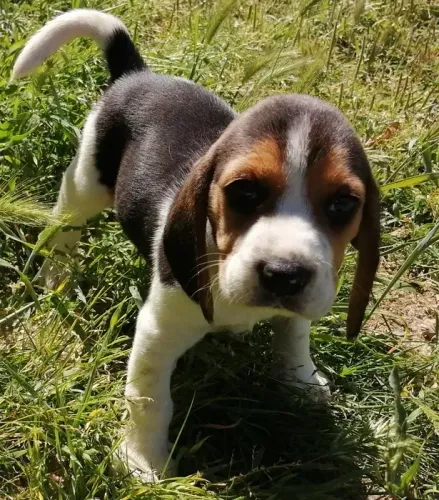 Beagle Todas as raças com ganratia total de saude e veterinario gratuito.