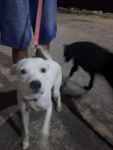 Cadela pra adoção 