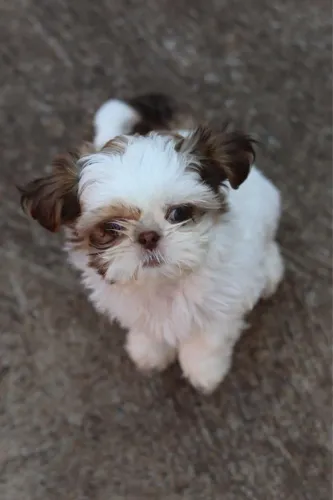 Vende-se Filhote de shihtzu fêmea