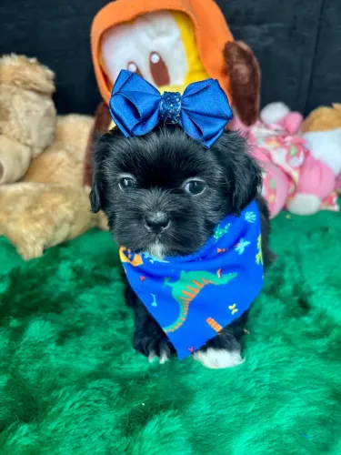 Shih tzu machos promoção com garantia de saúde 
