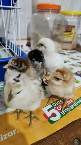 Pintinhos de poedeira com ameraucana